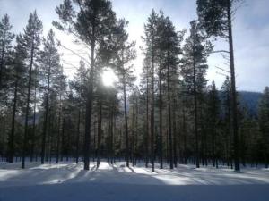 een groep bomen in de sneeuw met de zon achter bij Holiday Home Kangastus a by Interhome in Suomutunturi