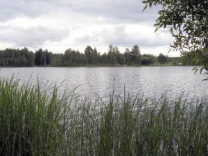 een grote hoeveelheid water met gras en bomen bij Holiday Home Petäjäniemi by Interhome in Saari