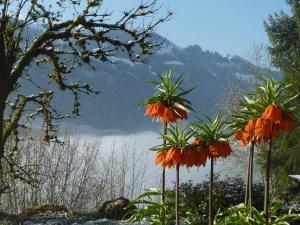 a group of orange flowers in front of a lake at Apartment Auf der Mauer by Interhome in Oberwil