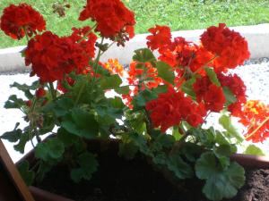 A garden outside Hotel Villa Ines