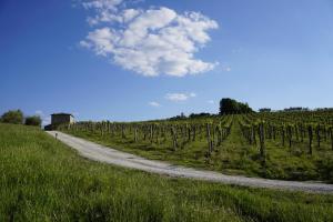 een onverharde weg naast een wijnveld bij Agriturismo Il Casolare Di Bucciano in San Gimignano