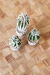 a group of four cactus sitting on a wooden floor at Minthi Boutique Apartments in Hanioti