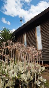 a group of plants in front of a building at Cabañas Punta de Lobos in Pichilemu