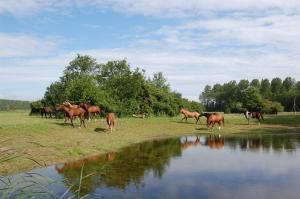 a herd of horses standing around a body of water at Lelymare Logies in Lelystad