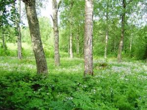 une forêt pleine d'arbres et de fleurs dans l'établissement Holiday Home Villiruusu by Interhome, à Nieminen