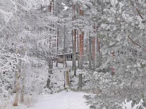 PätiäläにあるHoliday Home Näätämö by Interhomeの雪に覆われた森の木々の絵画