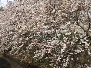 Foto Kyotos asuva majutusasutuse Kyoto Narutaki Keisenso galeriist