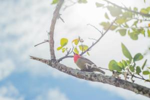 Animales en la casa vacacional o alrededores