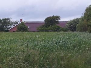 Zahrada ubytování Lilleledgaard studio