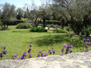 Une bande de fleurs violettes dans l'herbe dans l'établissement MAS SOLIGE, à Carpentras