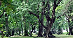 ナイヤンビーチにあるSafari 39sqm 1br apartment Pool walk to Naiyang Beachのギャラリーの写真