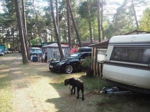 Domácí mazlíčci ubytovaní s hosty v ubytování Camping Anastazja