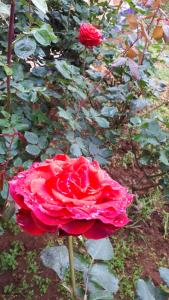 Gallery image of Riad Dar Zidane in Meknès