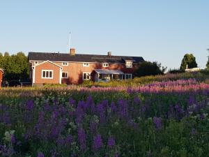 una casa in un campo di fiori viola di The Friendly Moose a Övertorneå