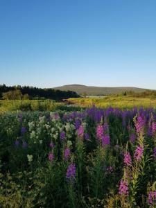 Paesaggio naturale nelle vicinanze dell'affittacamere