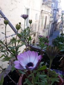 a purple flower in a pot on a street at chicchinella in Altamura
