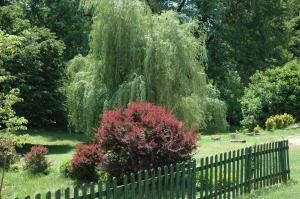 a weeping willow tree over a fence in a yard at La Palombiere in Lucmau