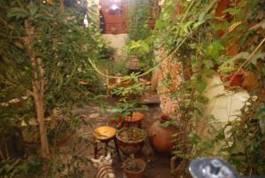 Una habitación llena de muchas plantas y taburetes. en Hotel Casona Colon Inn, en Puno 33 fotos más