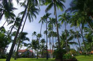 a group of palm trees in a park at Muine Century Beach Resort & Spa in Mui Ne