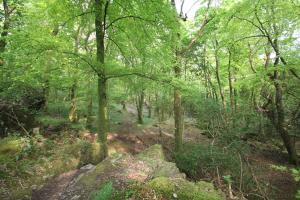 a forest filled with lots of green trees and rocks at Aberdunant Hall in Porthmadog