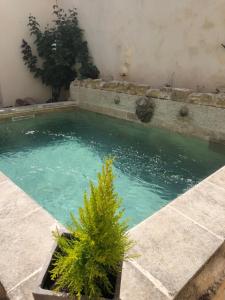 uma piscina de água com uma planta em La Bastide em Bédarrides