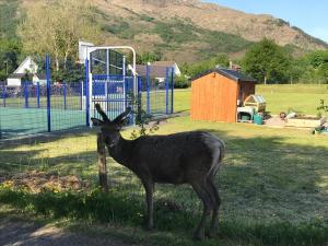 a deer standing in the grass in front of a goal at The Woolly Rock in North Ballachulish