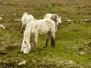Dýr í lúxustjaldinu eða í nágrenninu