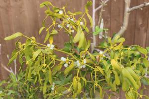 Mistletoe Cottage外面的花园