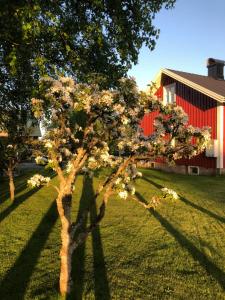Zahrada ubytování Holms Heagård