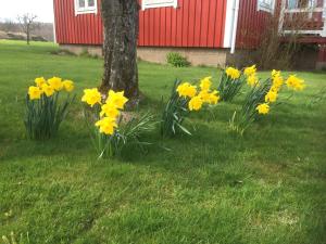 Zahrada ubytování Holms Heagård