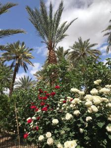 Zahrada ubytování Riad Tabhirte + 37 fotografií