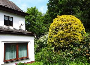 a white house with a window and a tree at Green Corner Nürburg in Nürburg