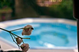 Bazén v ubytování Hotel Leuco' nebo v jeho okolí