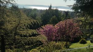a garden with trees and bushes with purple flowers at Mirador Balaton Panorama Villa & Jacuzzi in Balatonakarattya
