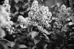 a black and white photo of a bush with flowers at Agriturismo la Molina in Spigno Monferrato
