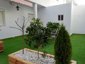 コニル・デ・ラ・フロンテーラにあるApartamento Villamartínの庭に二本の木がある庭