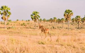 Fotografie z fotogalerie ubytování Sambiya River Lodge v destinaci Murchison Falls National Park