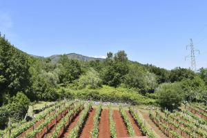 a field of vines with trees and mountains in the background at Apartman Peršić in Mošćenička Draga