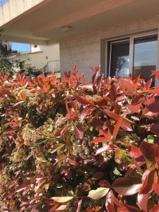 a bush with red leaves in front of a house at Boka Apartmani in Bijela