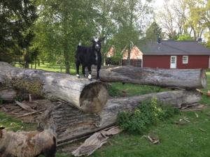 eine schwarze Kuh, die auf einem Baumstamm steht in der Unterkunft Ferienhof Kolauerhof - Bauernhofurlaub in Grömitz in Grömitz