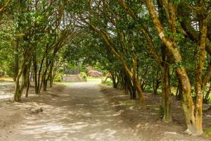 a path through a row of trees in a park at Casa Dos Barcos Furnas in Furnas