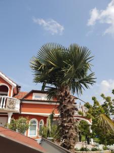 uma palmeira em frente a uma casa em apartma Jelka em Novigrad