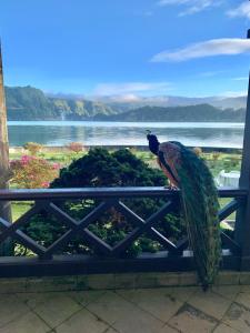 a bird sitting on a fence looking out at the water at Casa da Lagoa in Furnas