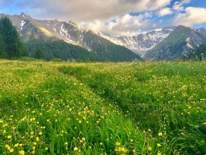 a field of flowers with mountains in the background at Relais & Châteaux Chasa Montana in Samnaun