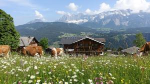 a group of cows grazing in a field of flowers at Rücklhof in Schladming