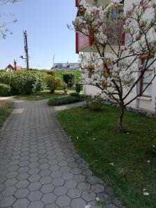 a tree with white flowers on it next to a sidewalk at Ferienwohnung am Bodensee in Nonnenhorn