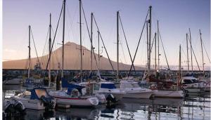a bunch of boats docked in a harbor at V4 in Horta