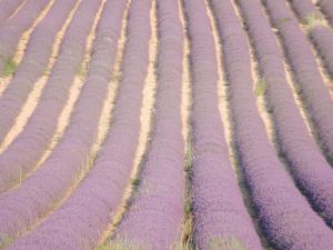 Fotografie z fotogalerie ubytování Le Chardon 2 v destinaci Baudinard