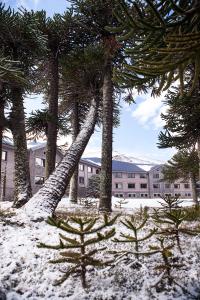 un grupo de árboles en la nieve frente a un edificio en Valle Corralco Hotel & Spa, en Malalcahuello