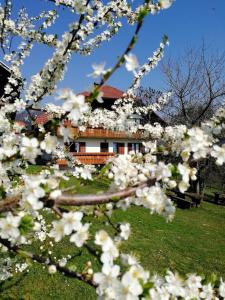 a house seen through the branches of a tree with white flowers at Turistična kmetija Lesjak in Šmihel nad Mozirjem